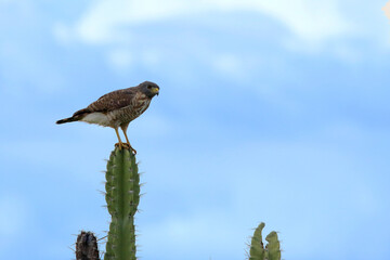 Roadside Hawk (Rupornis magnirostris) perched on a cactus