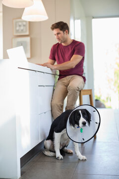 Man Using Laptop By Dog Wearing Cone