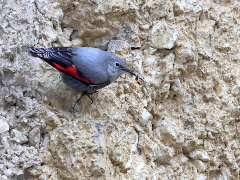 Wallcreeper Images – Browse 341 Stock Photos, Vectors, and Video ...