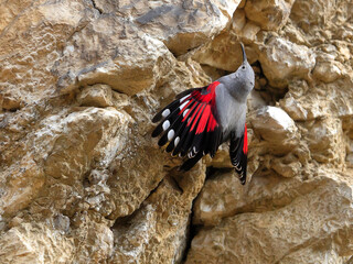 Mountain flying jewel, jumping on a rock looking for beetles and other bugs. Grey bird with red wings. Palava Hills, Czech Republic. Wallcreeper, Tichodroma muraria.