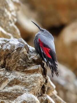 Mountain flying jewel, jumping on a rock looking for beetles and other bugs. Grey bird with red wings. Palava Hills, Czech Republic. Wallcreeper, Tichodroma muraria.