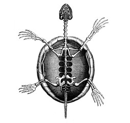 Old illustration of a skeleton of a tortoise