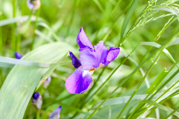 Beautiful irises flowers grow in a flower bed in the yard. Iris purple in the green grass.