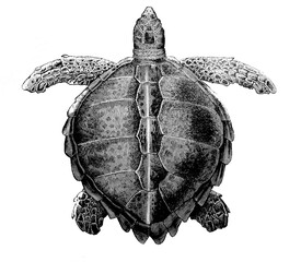 Old illustration of a Loggerhead tortoise