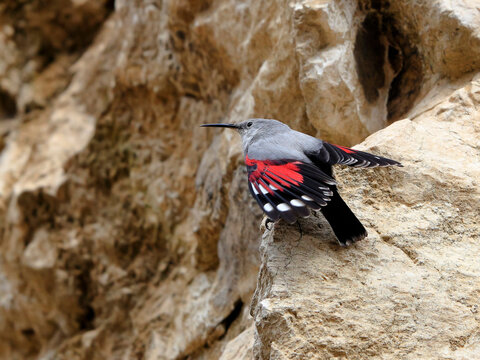 Mountain flying jewel, jumping on a rock looking for beetles and other bugs. Grey bird with red wings. Palava Hills, Czech Republic. Wallcreeper, Tichodroma muraria.