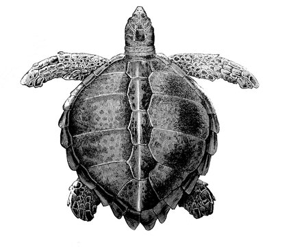 Old illustration of a Loggerhead tortoise