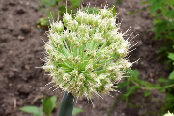 close up of the onion batun