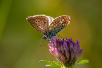 poranek motyl spijający nektar © Robert Borek