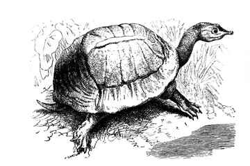 Old illustration of a soft-shelled tortoise
