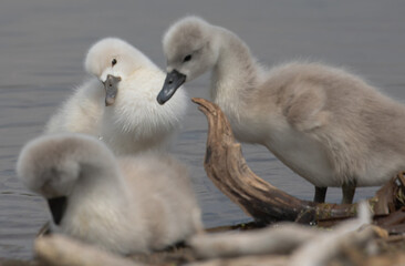 Two cygnets looking at the sleeping cygnet.