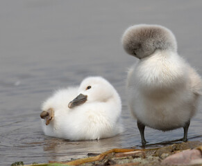 Cygnets having a quiet moment out of the water.
