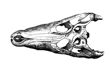 Old illustration of a skull of a Neil Crocodile