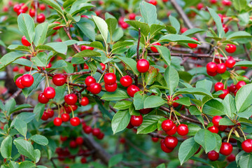  Cherry Branch With Almost Ripe Fruits on It	