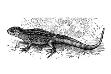 Old illustration of a common sand lizard