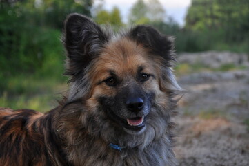 happy brown dog