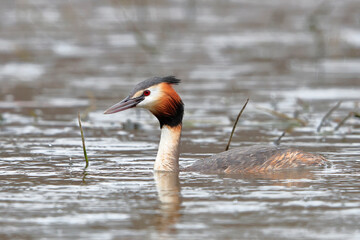 A great grebe swims on the lake's surface in the midlle of lake grass. Close-up photo of real wildlife. Great Crested Grebe, Podiceps cristatus.