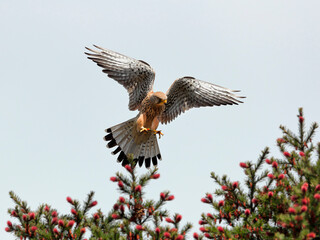 Close-up photo of a bird of prey flying  in a dynamic pose, isolated on a neutral background of blue sky. Common Kestrel, Falco tinnunculus. 