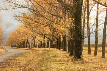Driving on the wooded road in autumn