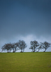 Yorkshire trees