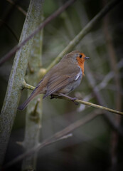 Robin