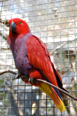 red and yellow bird in an aviary 