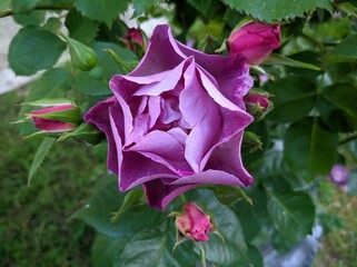 delicate bud of blossoming roses of Blue For You variety