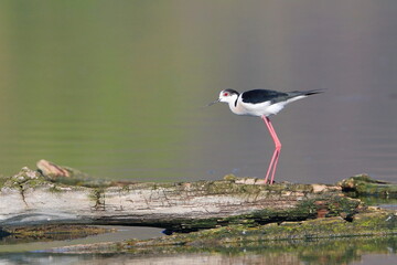 A portrait of Black-winged Stilt, black and white bird with very long red legs, which stay on a tree trunk lying in the middle of the water surface. Himantopus himantopus.