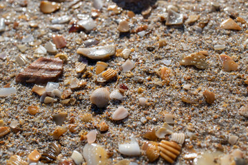 seashell close-up on a beach