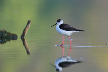 Close-up photo of Black-winged Stilt, black and white bird with very long red legs, wading in the middle of the water surface. Himantopus himantopus.