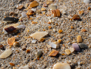 seashell close-up on a beach