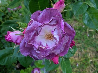 delicate bud of blossoming roses of Blue For You variety