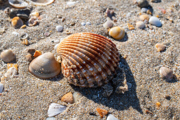 seashell close-up on a beach