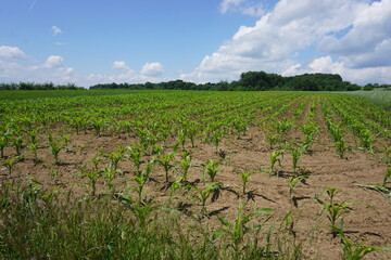 Fototapeta na wymiar corn field in the morning