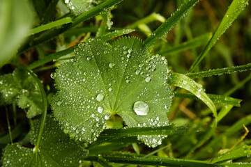 Water droplets on leaves after rain