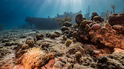 Ship wreck "Tugboat" in  shallow water of coral reef in Caribbean sea / Curacao with Sea Anemone and view to surface and sunbeam