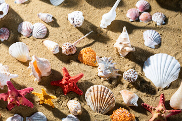 A lot of different snail shells lie on the sandy sea beach on a hot day.