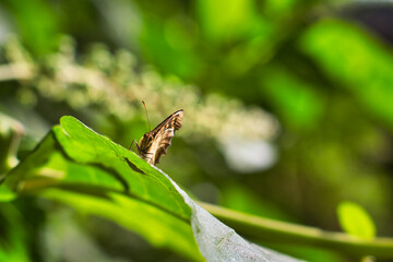 Butterfly on a leaf. Speckled wood, pararge aegeria.