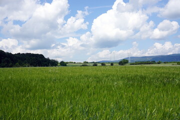 Fototapeta premium green grass and blue sky