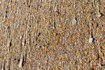seashell close-up on a beach
