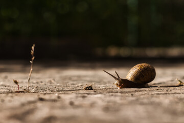 Snail ( Helix Pomatia ) on the ground
