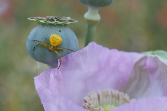 Ara&ntilde;a cangrejo amarilla en flor de adormidera