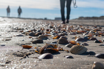 seashell close-up on a beach