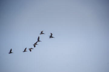 Seagulls in flight with blue skies on sunny day