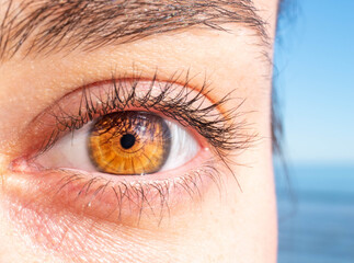 macro photography of a female eye. Human eye texture. eye pupil. Human eyelashes. Brown eye...