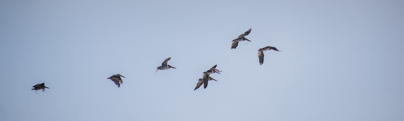 Seagulls in flight with blue skies on sunny day