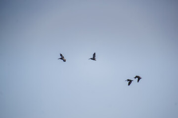 Seagulls in flight with blue skies on sunny day