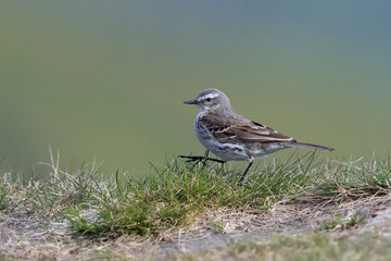 Close-up portrait of Water Pipit going on mountain grass. Anthus spinoletta.