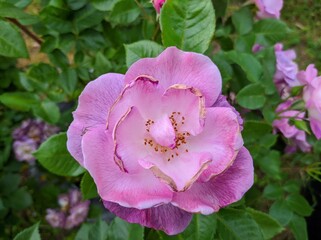 delicate bud of blossoming roses of Blue For You variety