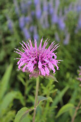 Monarda is twofold, with beautiful lilac flowers and useful properties.