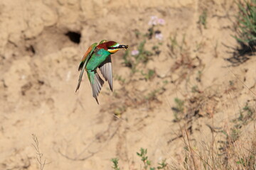 Action photo. Bee-eater flying with a caught bee in a beak in a dynamic pose. Flying jewel. European Bee-eater, Merops apiaster